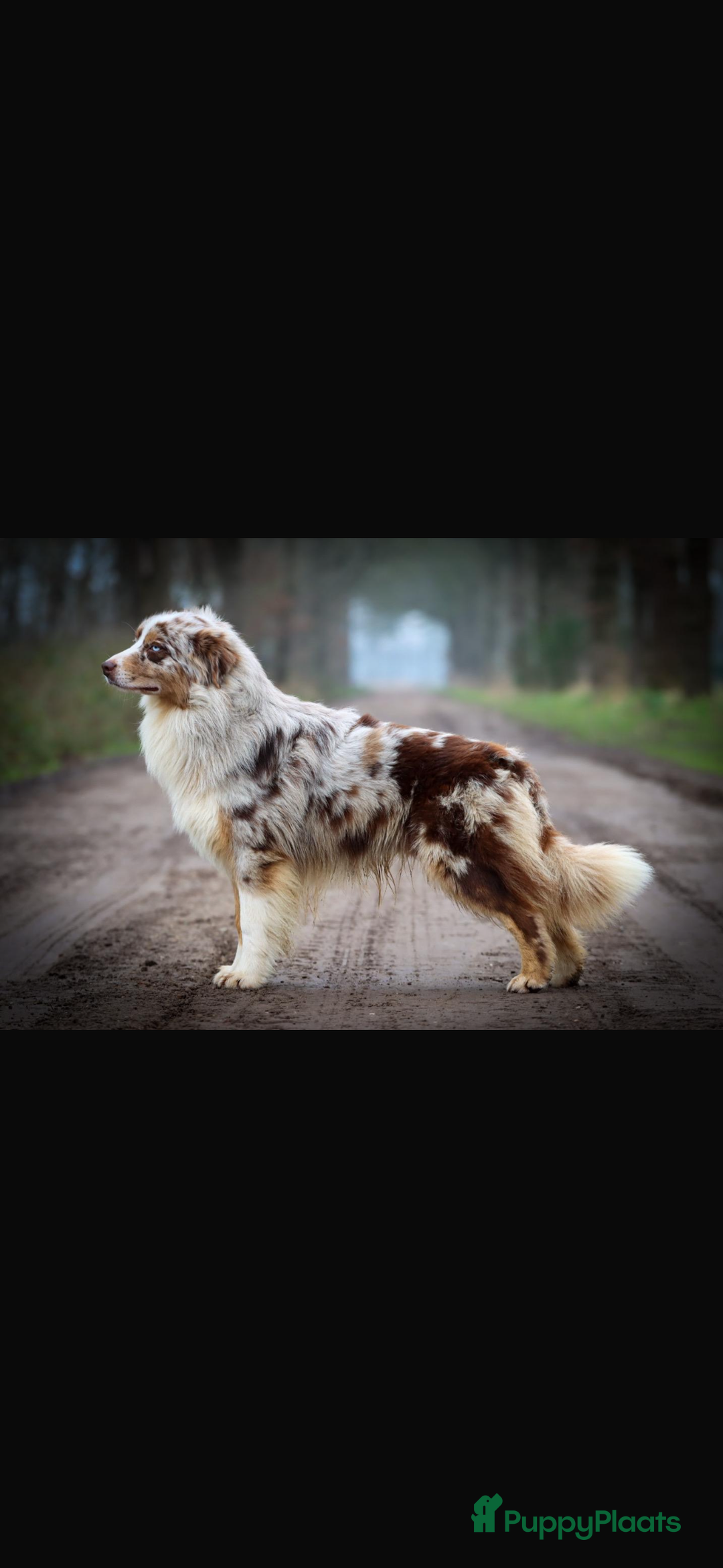 Australian Shepherd honden te koop: Prachtig en gezond nestje Australian Shepherds  - Advertentie 25