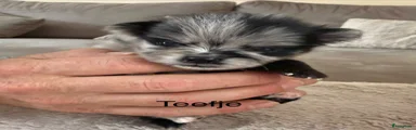 Pomeriaan Puppy 2