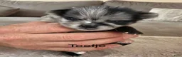 Pomeriaan honden te koop: Pomeriaan pups - Advertentie 10