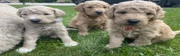 Labradoodle honden te koop: Prachtige medium labradoodle pups te koop in Breda - Advertentie 6