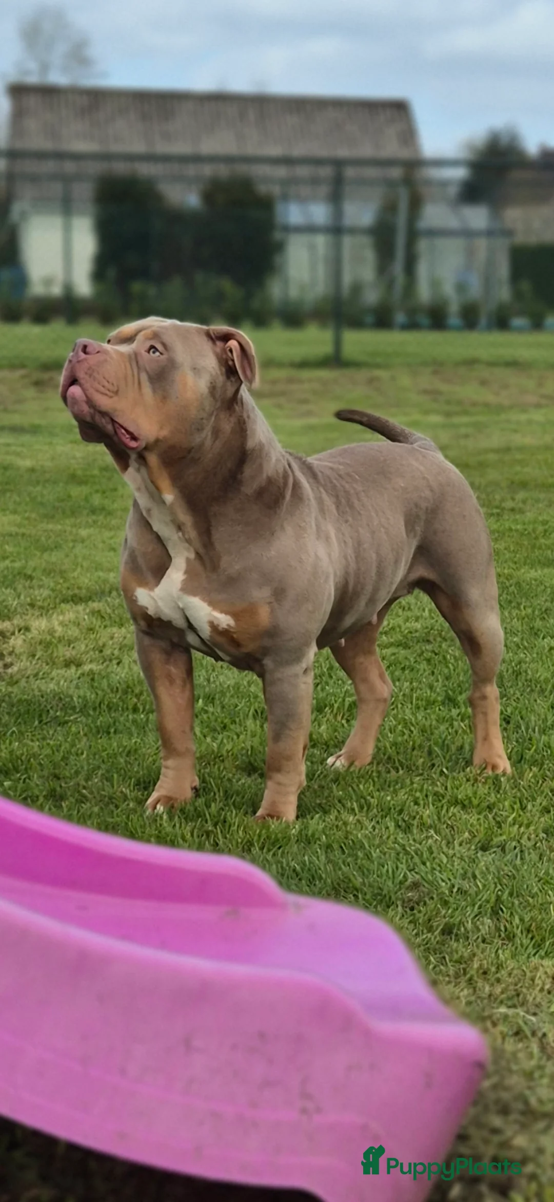 Amerikaanse Bully honden te koop: 🐾 American Bully XL pups verwacht zomer 2026 🐾 - Advertentie 9