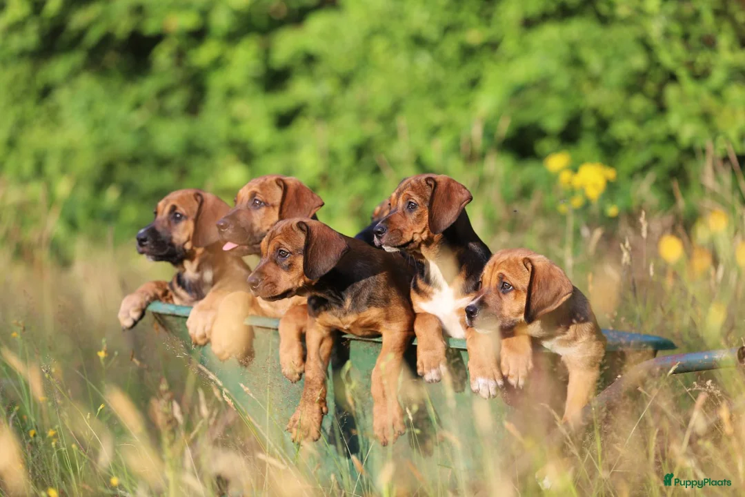 Kruising honden te koop: Ontzettend sociale lieve pups te koop - Advertentie 1