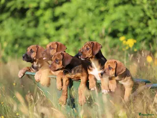Kruising honden Ontzettend sociale lieve pups te koop - Advertentie 5
