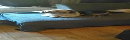 Shihpoo honden te koop: Lieve zachte Shihpoo pupjes te koop - Advertentie 9