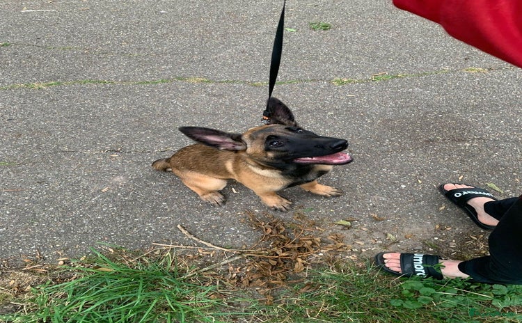 Mechelse Herder honden - Advertentie 4