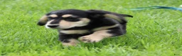 Teckel (langhaar) honden te koop: Teckel pup Black & Cream - Advertentie 5