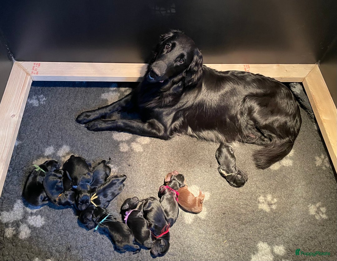 Flatcoated Retriever honden te koop: Prachtige Flatcoated Retriever pups - Advertentie 1