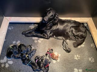 Flatcoated Retriever honden Prachtige Flatcoated Retriever pups - Advertentie 2