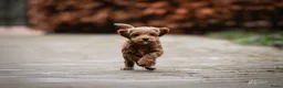 Australian Labradoodle honden te koop: Nog 2 bijzondere reutjes op zoek naar hun huisje - Advertentie 6