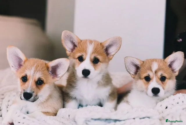 Welsh Corgi Pembroke honden Welsh Corgi Pembroke pup - Advertentie 1