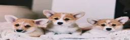 Welsh Corgi Pembroke honden te koop: Welsh Corgi Pembroke pup - Advertentie 1