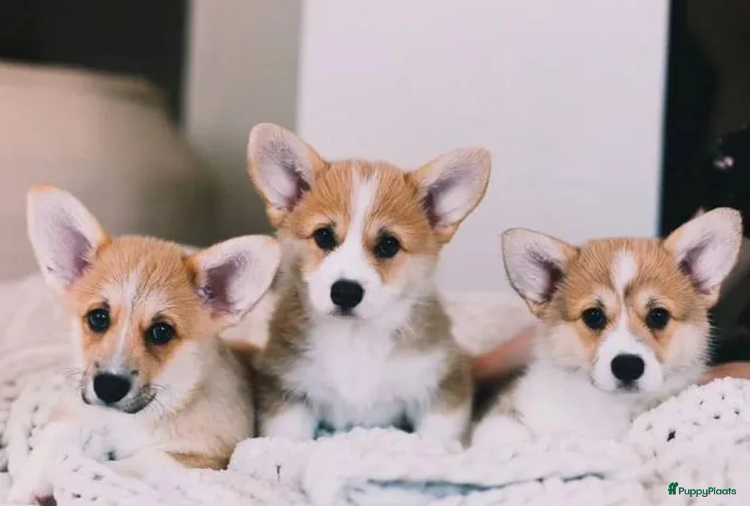 Welsh Corgi Pembroke honden te koop: Welsh Corgi Pembroke pup - Advertentie 1
