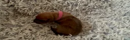 Rhodesian Ridgeback honden te koop: Pups met stamboom Rhodesian Ridgeback  - Advertentie 21