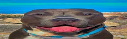 Kruising honden te koop: 5 puppers Red Nose Pitbull/American Bully - Advertentie 6