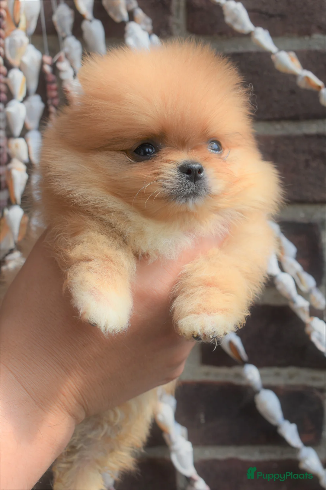 Galerij afbeelding {{count}}