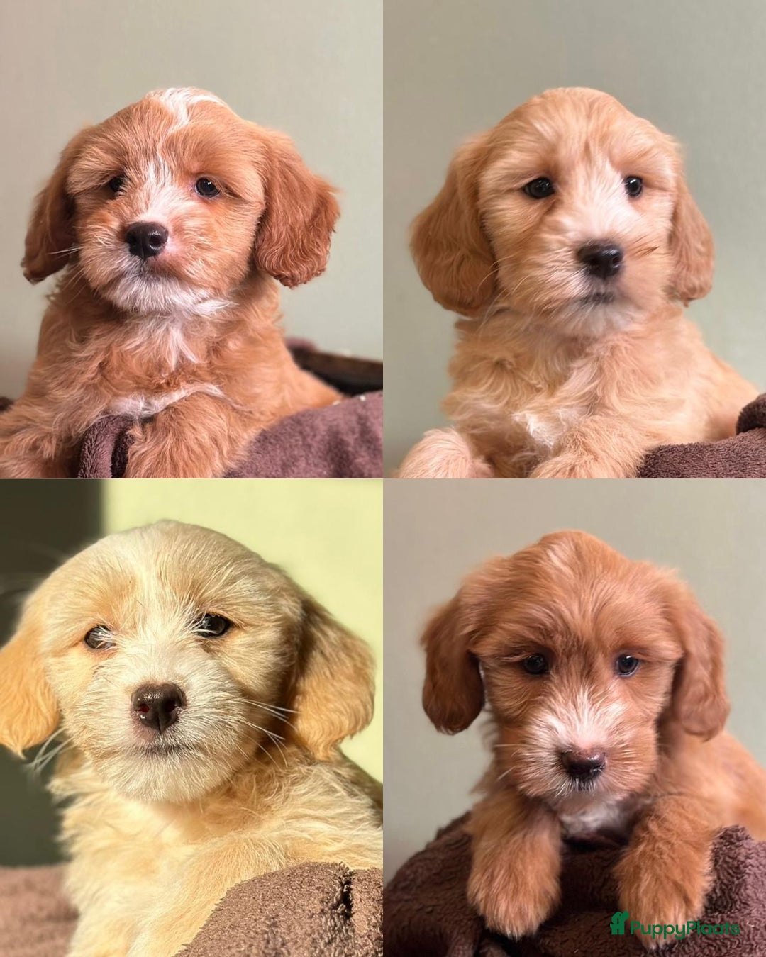 Kruising honden te koop: supergave mini tot middelgrote DOODLE PUPS - Advertentie 13