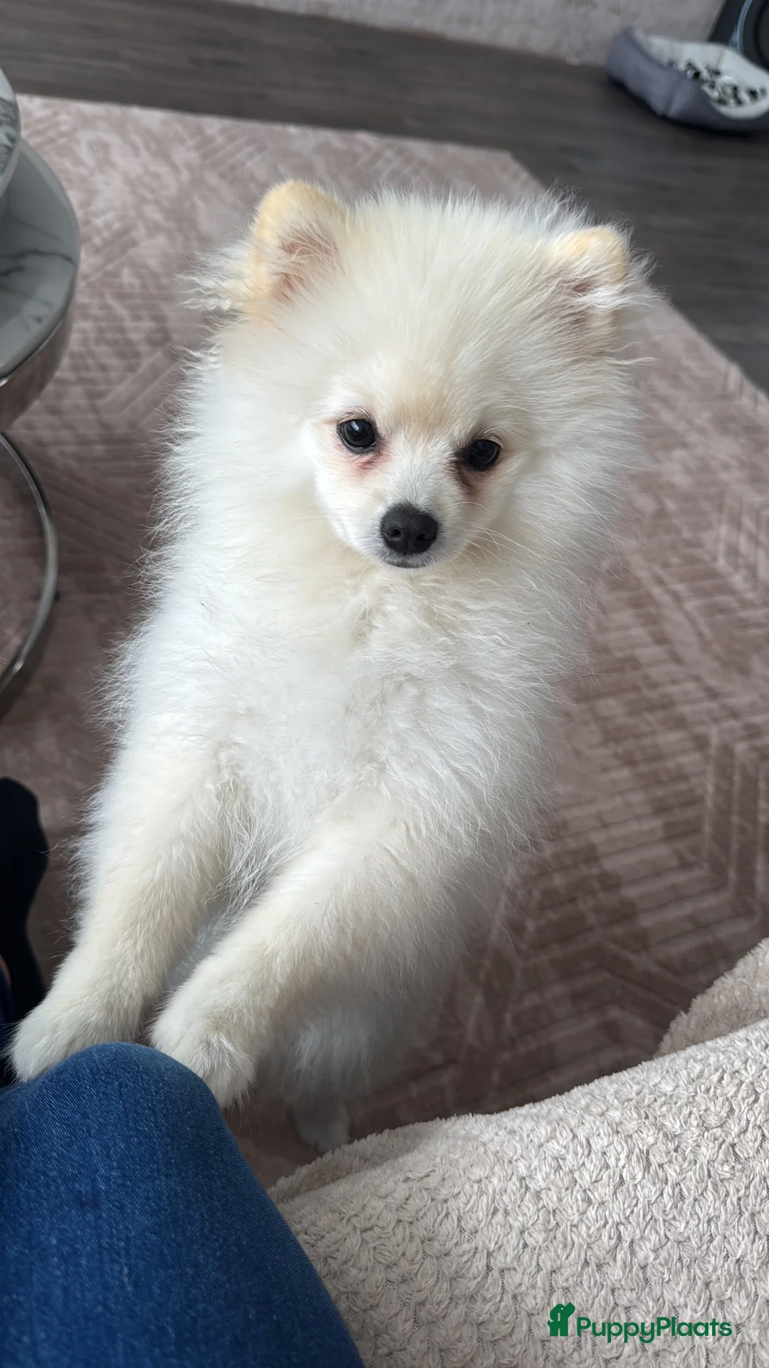 Pomeriaan honden te koop: Pomerian Te Koop in Amsterdam - Advertentie 2