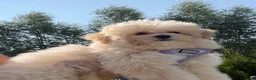 Maltipoo honden te koop: Mooie, kleine maltipoo teefjes  - Advertentie 6