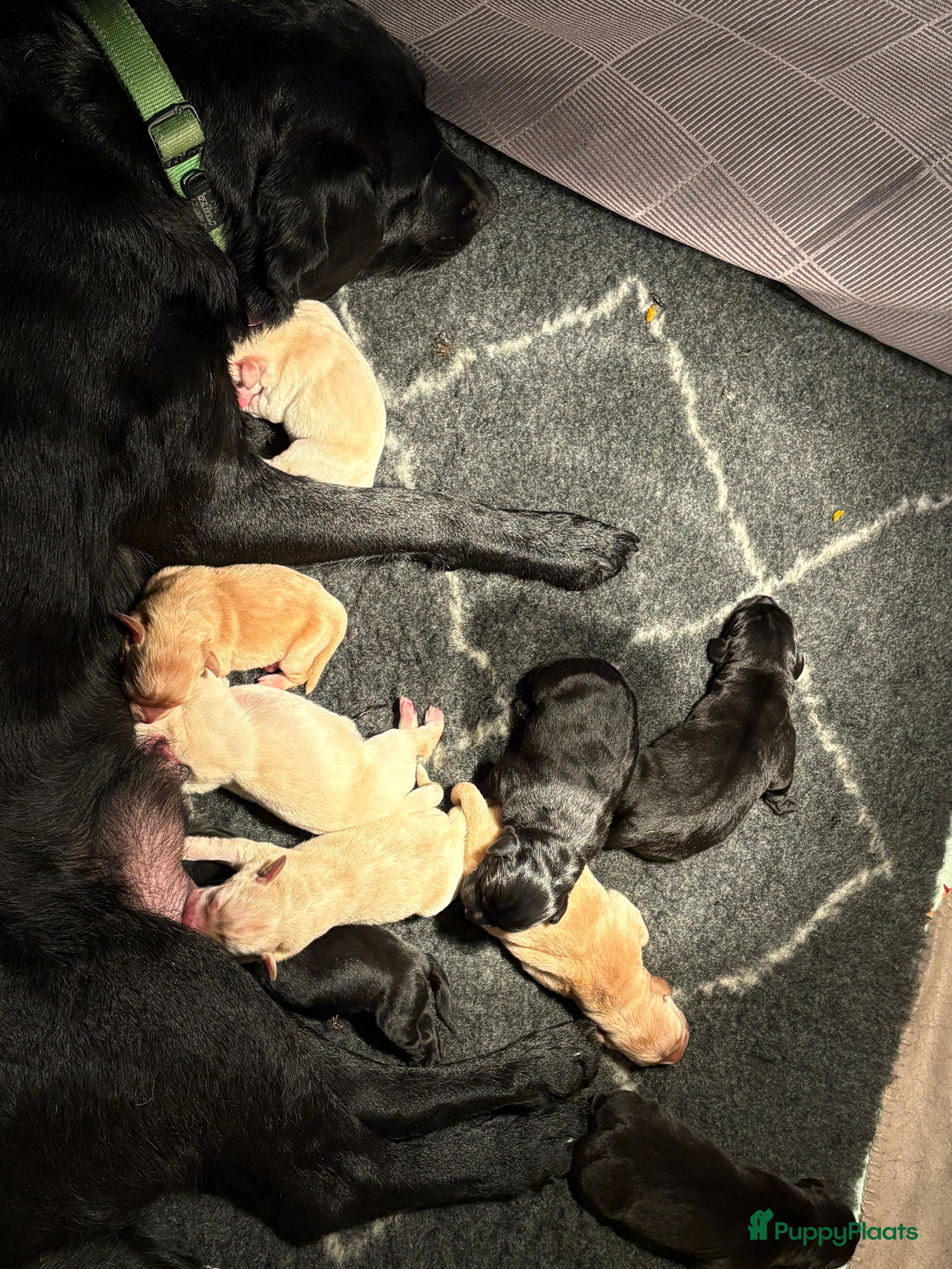 Labrador Retriever honden 🐶 9 Prachtige Labrador pups geboren op 15 feb - Advertentie 1