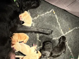 Labrador Retriever honden 🐶 9 Prachtige Labrador pups geboren op 15 feb - Advertentie 1