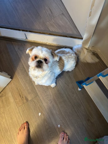 Shih Tzu honden - Advertentie 2