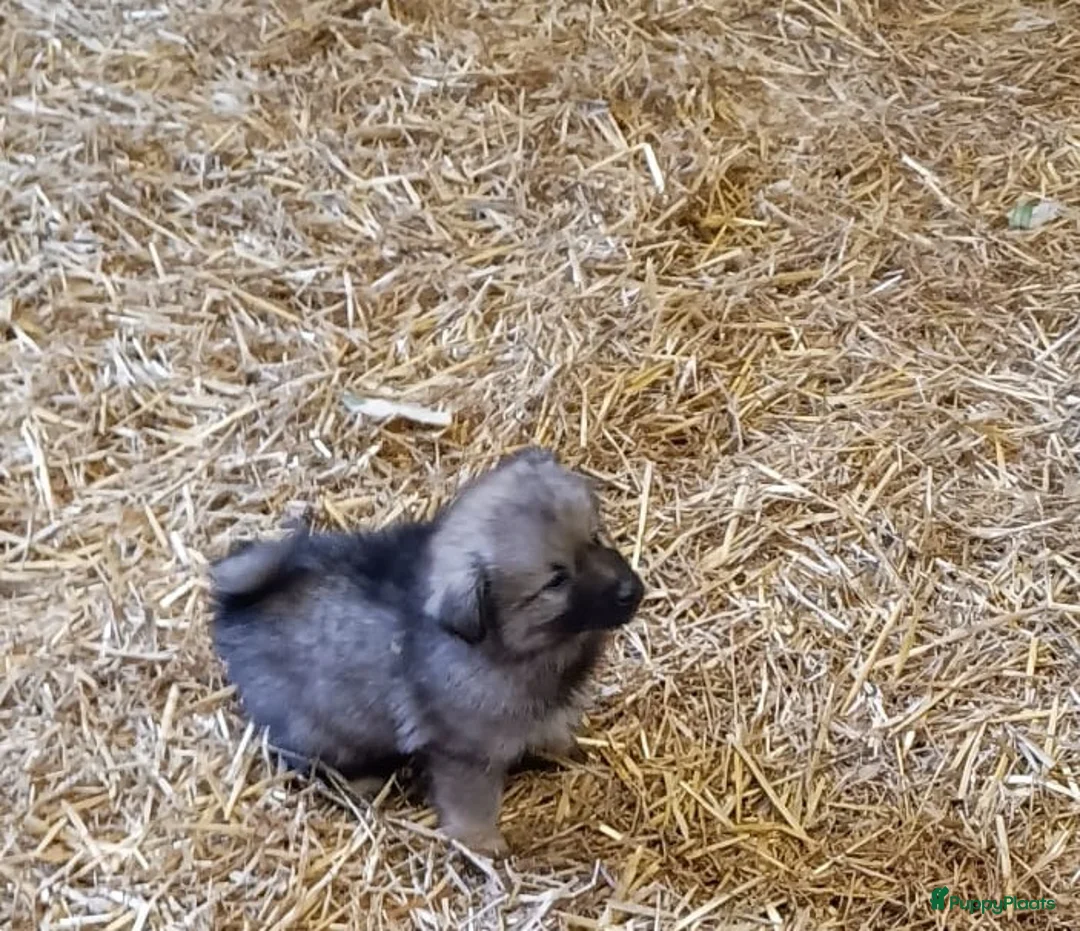 Keeshond honden te koop: Keeshond wolfsgrauw. Grijs. Blauw. - Advertentie 15