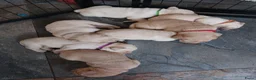 Goldador honden te koop: Prachtige Goldador pups - Advertentie 5
