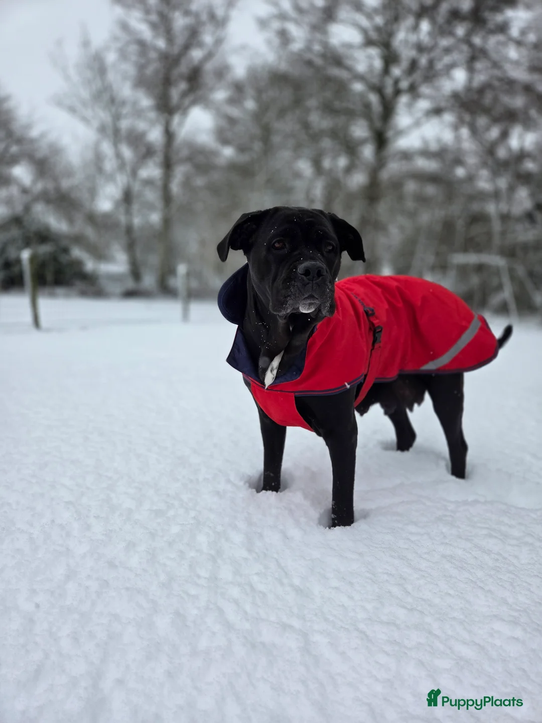 Cane Corso honden te koop: Prachtige CaneCorso's pups!  - Advertentie 11