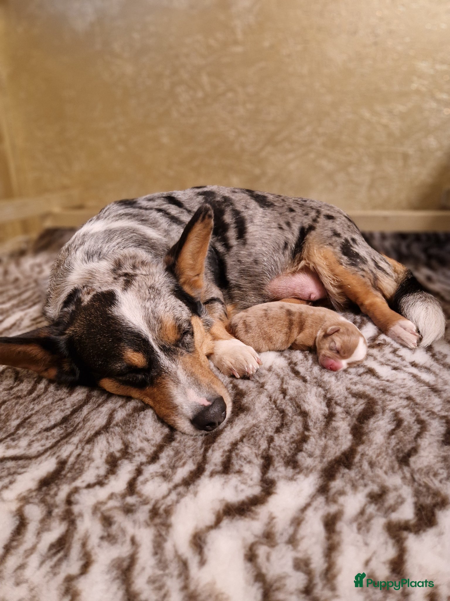 Welsh Corgi Cardigan honden Welsh corgi cardigan reutje  - Advertentie 1