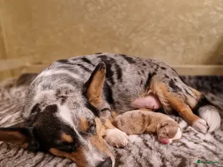 Welsh Corgi Cardigan honden Welsh corgi cardigan reutje - Advertentie 1