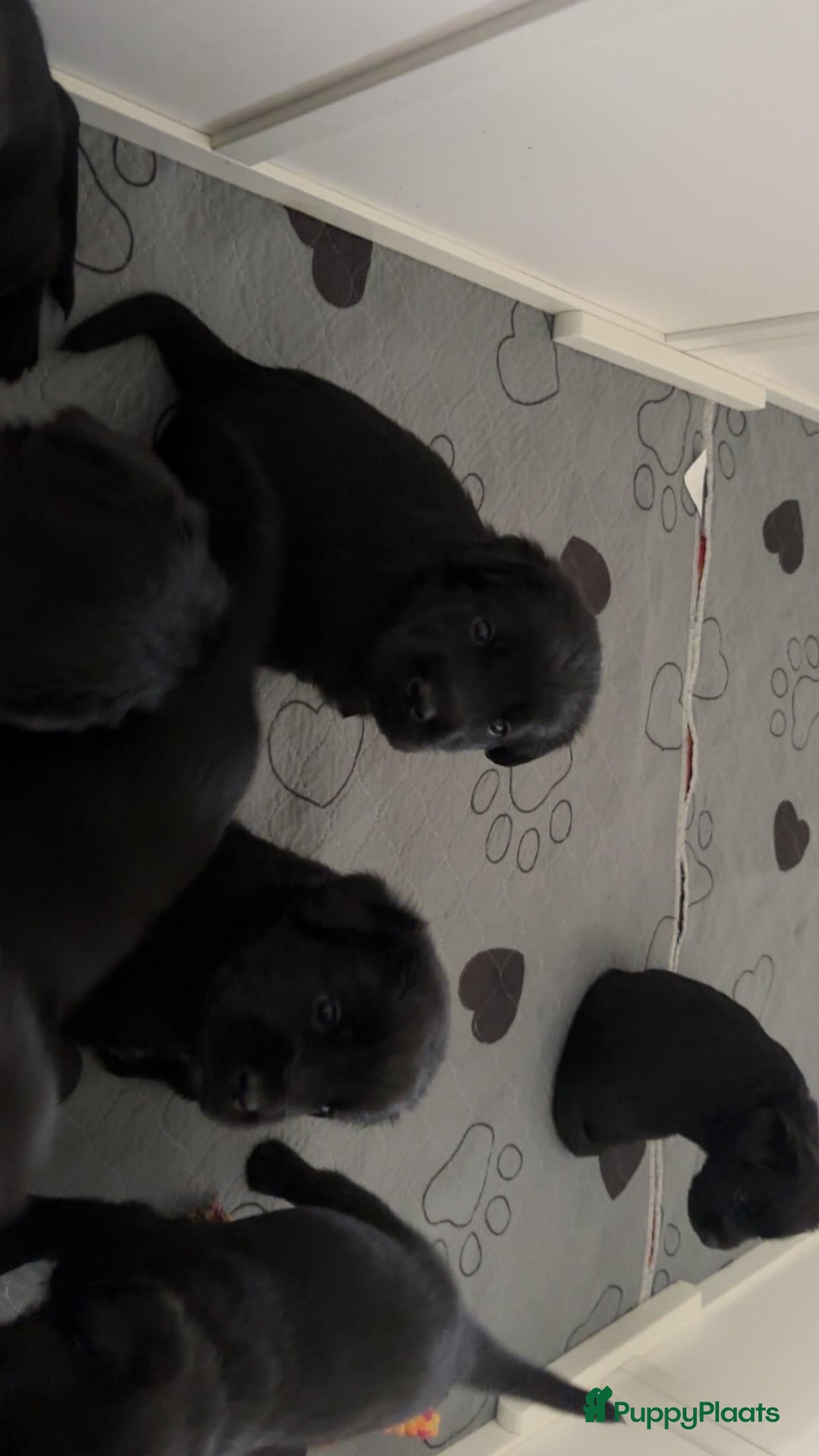 Kruising honden te koop: Puppy’s te koop – Labrador x Riesenschnauzer mix - Advertentie 13