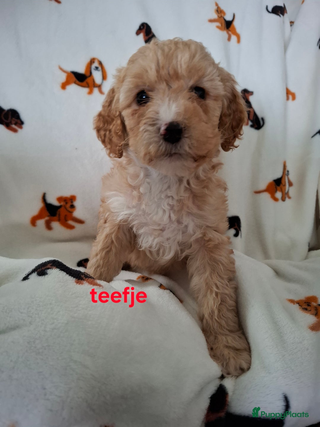 Labradoodle honden te koop: Labradoodle pups kleine  medium  - Advertentie 10