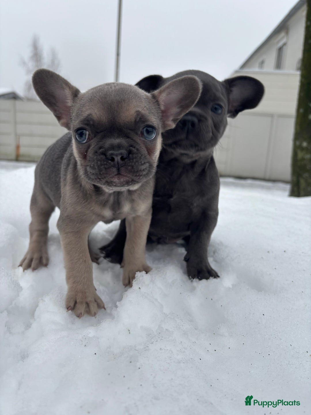 Franse Bulldog honden te koop: Franse Bulldog pups - Advertentie 8