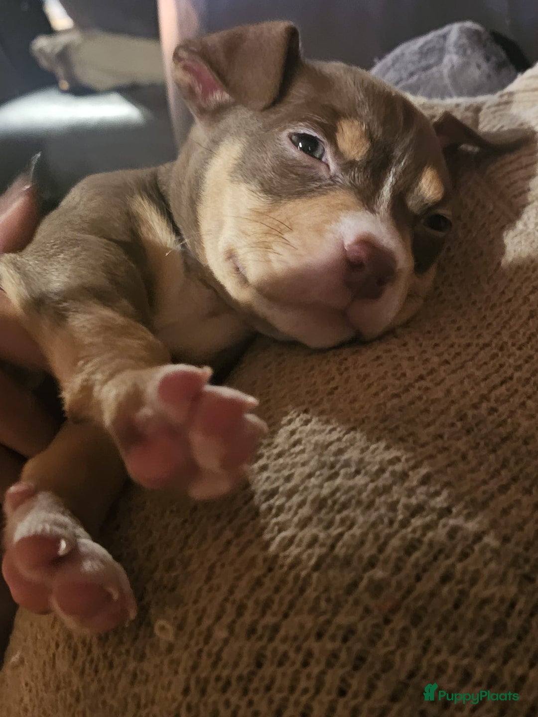 Amerikaanse Bully honden te koop: Pocket bullys met abkc stamboom  - Advertentie 6