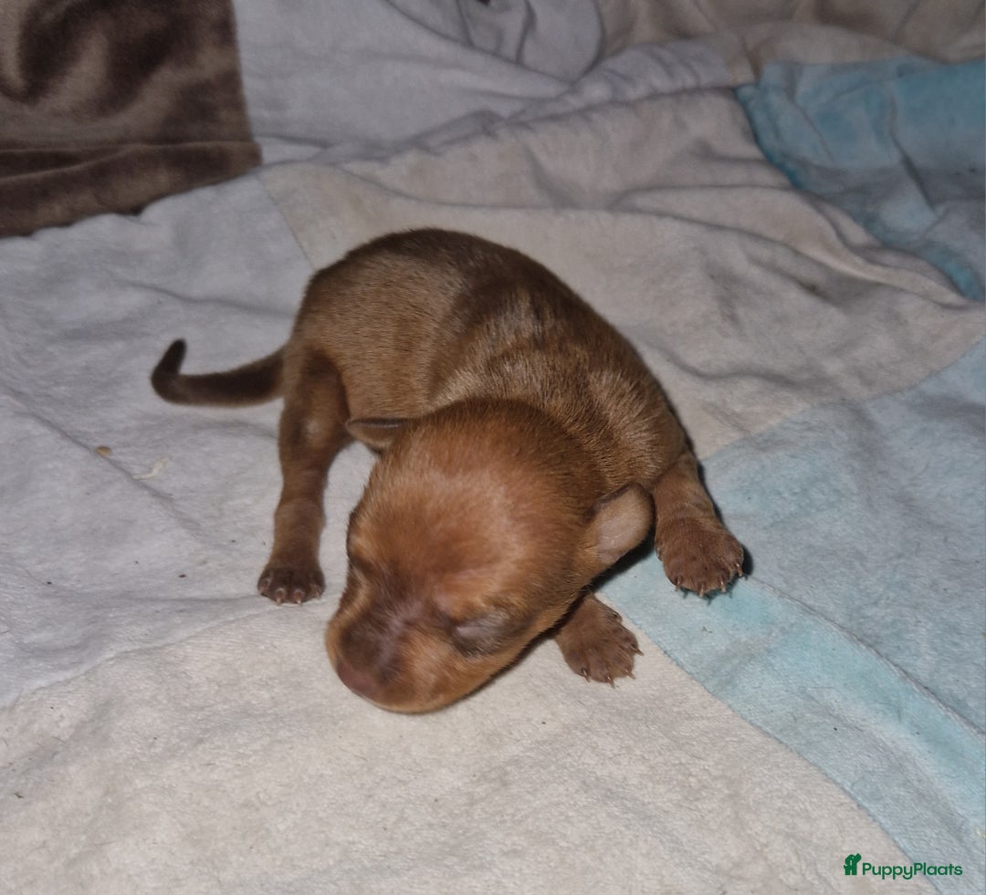 Dwergpinscher honden te koop: Dwergpinchers puppy's  - Advertentie 9