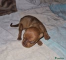 Dwergpinscher Puppy 7