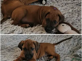 Rhodesian Ridgeback honden Rhodesian Ridgeback reutjes (nog 2 beschikbaar)) - Advertentie 2