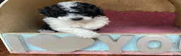 Dwergpoedel honden te koop: Dwergpoedel harlekijn zwart/wit  - Advertentie 3