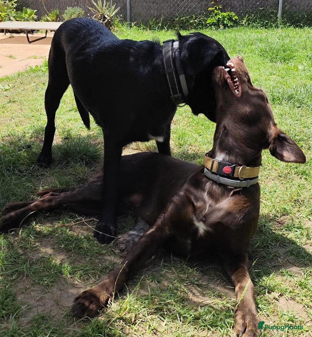 Labrador Retriever honden ter adoptie: lulu en maya twee labrador x  zoeken een en vriend - Afbeelding 5