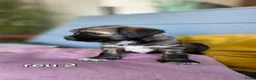 Tibetaanse Terriër honden te koop: Tibetaanse terriër pups met FCI stamboom - Advertentie 32