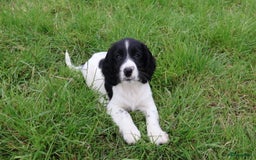 Engelse Springer Spaniel honden te koop: Lieve Engelse springer spaniel puppy's in Gameren - Afbeelding 23