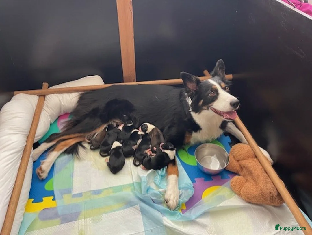 Border Collie honden te koop: Prachtige Border Collie pups | stamboom (ISDS/FCI) in Nagele - Advertentie 1