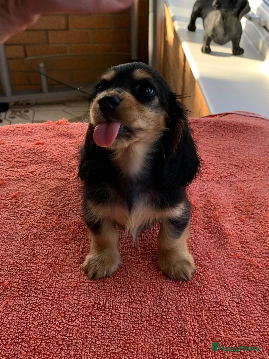 Teckel (korthaar)  honden te koop: Teckel puppy’s  - Advertentie 3