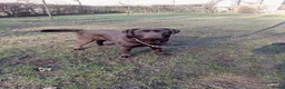 Labrador Retriever honden te koop: Bruine labrador pups verwacht  - Advertentie 1