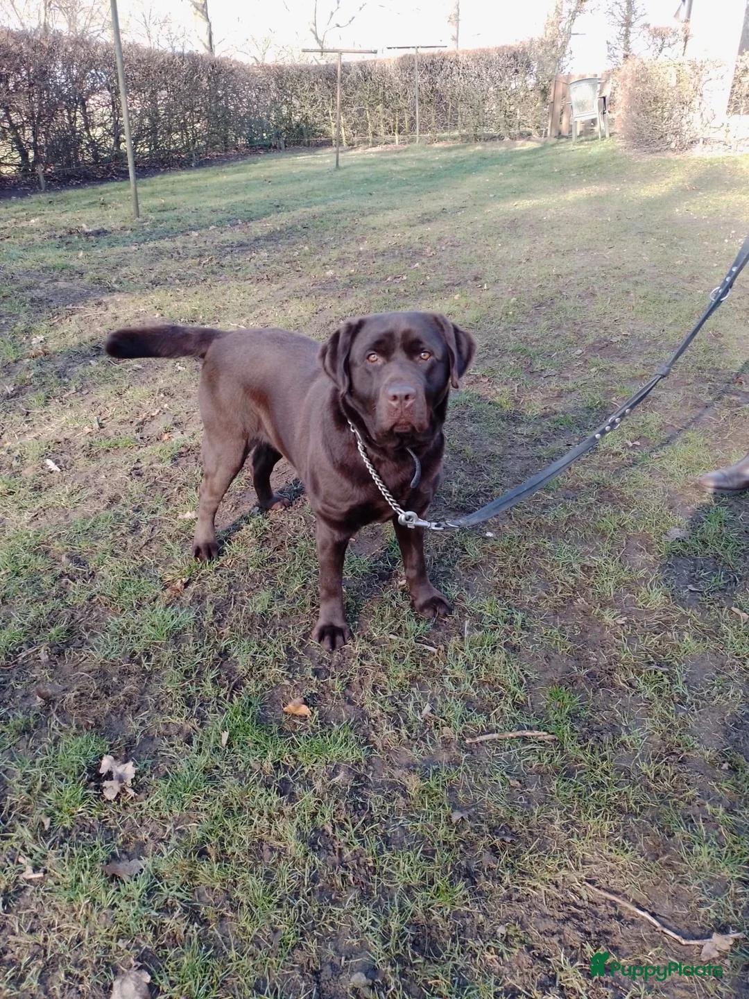 Labrador Retriever honden te koop: Bruine labrador pups verwacht  - Advertentie 1