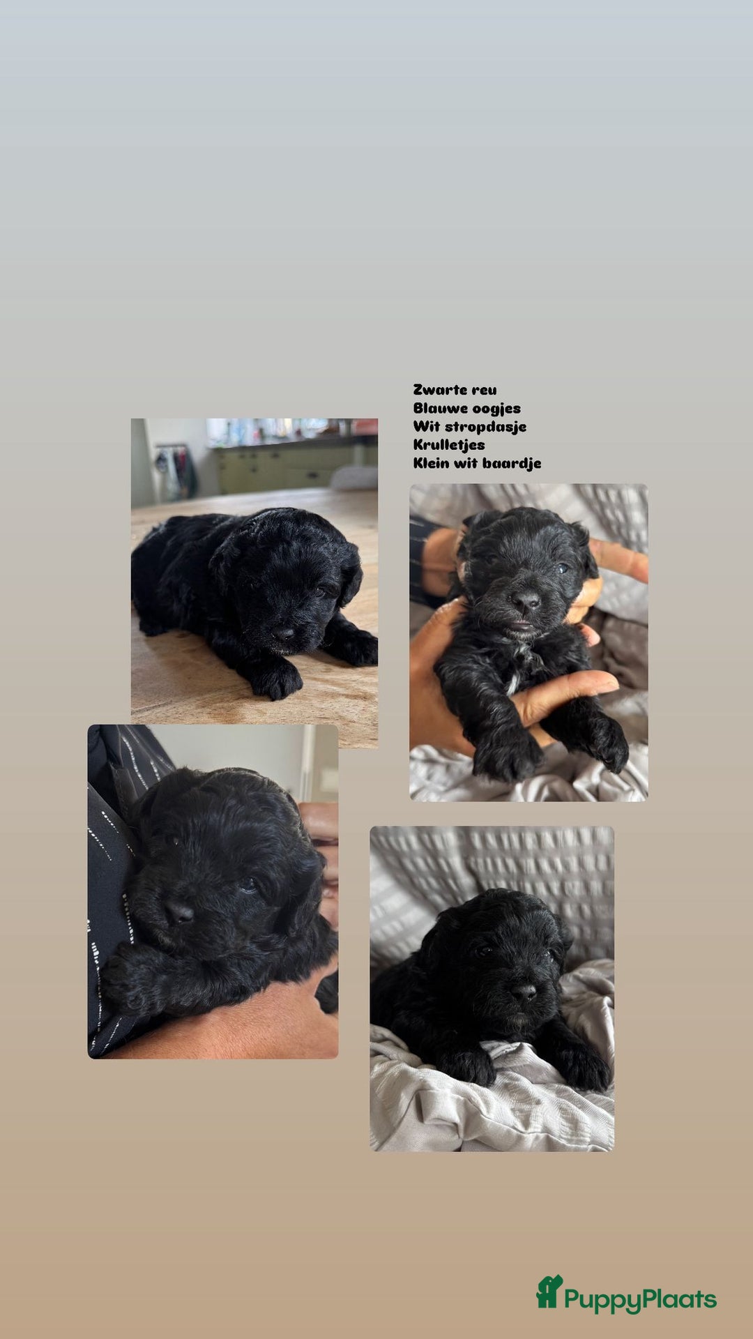 Boomer honden te koop: Lieve rustige boompoo pups in Barneveld - Afbeelding 3