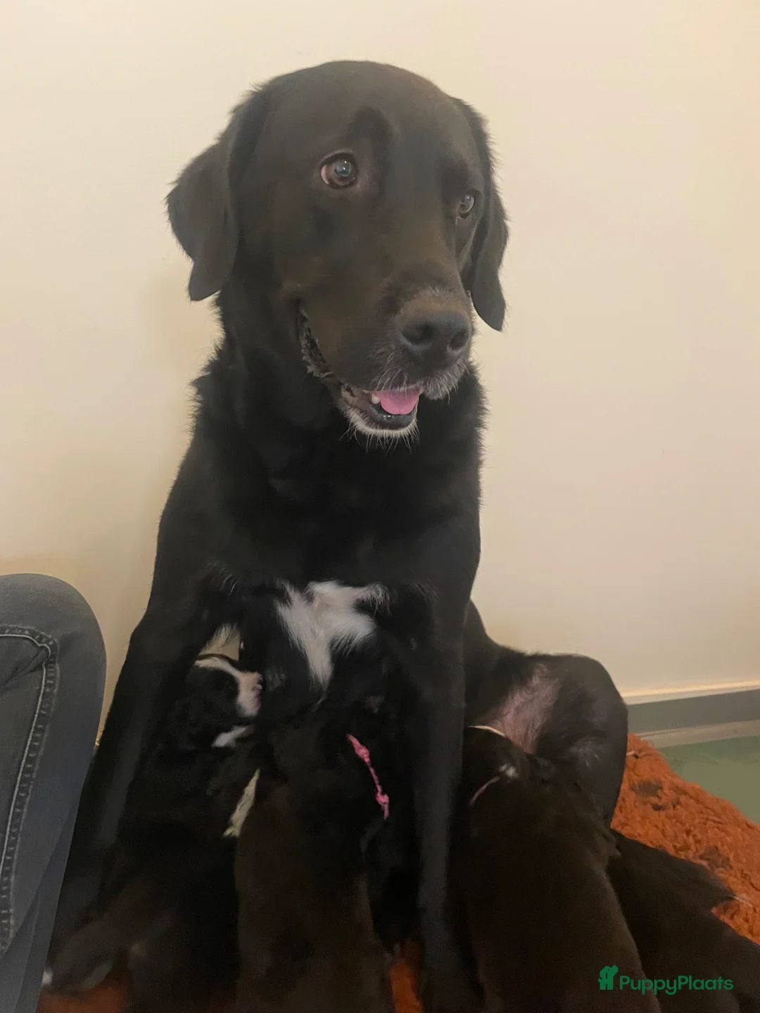 Kruising honden te koop: Boulab pups kruising labrador x Berner sennen - Advertentie 28