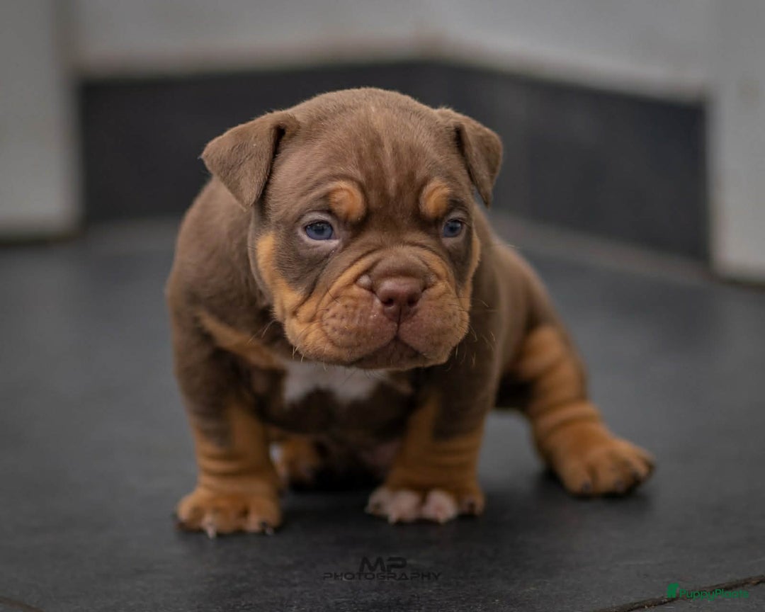 Amerikaanse Bully honden te koop: American Bully pocket  - Advertentie 7