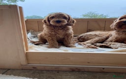 Australian Labradoodle honden te koop: Magic Doodles Rasta - Afbeelding 4