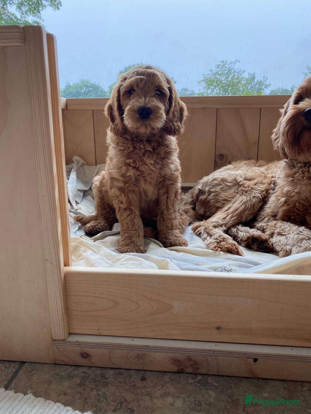 Australian Labradoodle honden te koop: Magic Doodles Rasta - Afbeelding 4